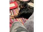 Adopt Maximus a Black - with Tan, Yellow or Fawn Rottweiler / Mixed dog in