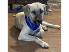 Adopt Drifter a Tan/Yellow/Fawn - with Black Mountain Cur / Mixed dog in