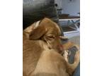 Adopt Tank a Tan/Yellow/Fawn Labrador Retriever / Mixed dog in Saint Charles