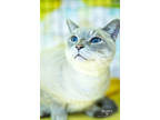 Adopt Luca a Gray or Blue Siamese / Domestic Shorthair / Mixed cat in Richmond