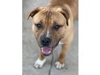 Adopt SPROUT a Brown/Chocolate American Pit Bull Terrier / Mixed dog in