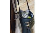 Adopt Stefano a Gray, Blue or Silver Tabby Domestic Mediumhair (long coat) cat