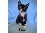 Adopt Doo a Black & White or Tuxedo Domestic Shorthair (short coat) cat in
