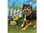 Adopt Cody a Black - with Gray or Silver German Shepherd Dog / Mixed dog in