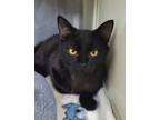 Adopt Remy a All Black Domestic Shorthair / Domestic Shorthair / Mixed cat in
