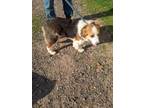 Adopt Chauncy a Tricolor (Tan/Brown & Black & White) Collie / Mixed dog in