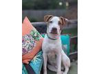 Adopt Steve a White Pit Bull Terrier / Staffordshire Bull Terrier dog in