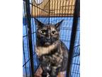 Adopt Margaret a Black (Mostly) Domestic Shorthair / Mixed (short coat) cat in