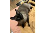Adopt Shadow a Black & White or Tuxedo Siamese / Mixed (medium coat) cat in