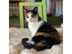 Adopt Luci a Domestic Shorthair / Mixed cat in Vallejo, CA (39663845)