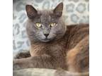 Adopt Bronx a Domestic Shorthair / Mixed cat in Vallejo, CA (41191435)