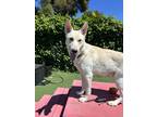 Adopt Rookie a German Shepherd Dog / Mixed dog in Vallejo, CA (41274098)
