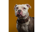 Adopt Rino a Gray/Blue/Silver/Salt & Pepper American Pit Bull Terrier / Mixed