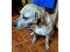 Adopt Kobe a Tan/Yellow/Fawn Labrador Retriever / American Pit Bull Terrier /