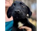 Adopt Romeo a Black Labrador Retriever / Retriever (Unknown Type) / Mixed dog in