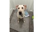 Adopt Ollie a White - with Tan, Yellow or Fawn Labrador Retriever / Mixed dog in