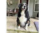 Adopt Susie a Tricolor (Tan/Brown & Black & White) Australian Shepherd / Mixed