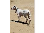 Adopt Brie a White - with Black Dogo Argentino / Mixed dog in San Diego
