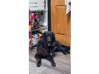 Adopt Luna a Black Belgian Shepherd / Mixed dog in Eugene, OR (40634420)
