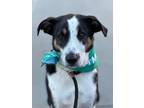 Adopt Jack a Tricolor (Tan/Brown & Black & White) Border Collie / Mountain Cur /