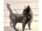Adopt Buttons - MS a Gray or Blue Domestic Shorthair / Mixed (short coat) cat in