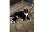 Adopt Luna a Black & White or Tuxedo Domestic Shorthair / Mixed (short coat) cat
