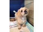 Adopt Joey a Shih Tzu / Mixed dog in Freeport, NY (31200692)