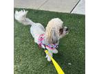 Adopt Susie a Bichon Frise / Mixed dog in Freeport, NY (41276998)