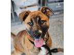 Adopt Zadie a Brown/Chocolate Mixed Breed (Large) / Mixed dog in Santa Cruz