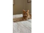 Adopt Fox a Orange or Red American Shorthair / Mixed (short coat) cat in Corpus