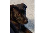 Adopt Sonny a Black Labrador Retriever / Mixed dog in York, PA (41276870)