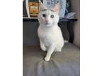 Adopt Fizzy a White (Mostly) American Shorthair / Mixed (medium coat) cat in