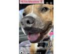 Adopt Meadow a Brown/Chocolate - with White American Pit Bull Terrier / Mixed