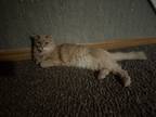 Adopt Tanix a Tan or Fawn Domestic Longhair / Mixed (long coat) cat in