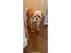 Adopt Buddy a Tan/Yellow/Fawn Cavalier King Charles Spaniel / Poodle (Standard)