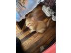 Adopt Lily a Orange or Red Tabby Tabby / Mixed (short coat) cat in Ecorse