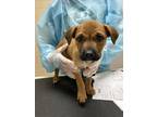 Adopt Pan Dulce a Brown/Chocolate Labrador Retriever / Mixed dog in San Antonio