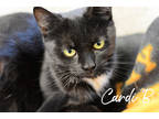 Adopt Cardi a All Black Domestic Shorthair / Domestic Shorthair / Mixed cat in