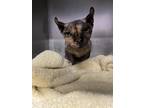Adopt Daisy a Gray or Blue Sphynx / Domestic Shorthair / Mixed cat in St.