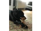 Adopt Roman a Black Labrador Retriever / Mixed dog in Webster, NY (41276755)