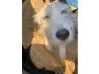 Adopt Icee a White Jack Russell Terrier / Husky / Mixed dog in Atlanta