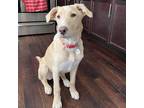 Adopt Dapper Diez a Tan/Yellow/Fawn Mixed Breed (Large) / Mixed dog in Edmonton