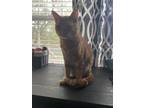 Adopt Garfield a Orange or Red Tabby Tabby / Mixed (short coat) cat in Conroe