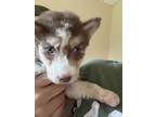 Adopt Guapo a Brown/Chocolate - with White Shepherd (Unknown Type) / Husky /