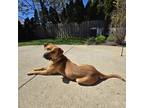 Adopt Chance a Brindle Chinook / Mixed Breed (Medium) / Mixed (short coat) dog