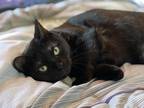 Adopt Opal a All Black Burmese / Mixed (medium coat) cat in Venice