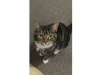 Adopt Ozzy a Calico or Dilute Calico Domestic Mediumhair / Mixed (medium coat)
