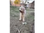 Adopt Molly a Tan/Yellow/Fawn - with White Goldendoodle / Mixed dog in