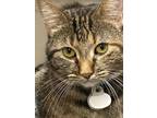 Adopt Kitty Chiniquy a Brown Tabby Tabby / Mixed (medium coat) cat in Pleasant