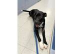 Adopt GIBBY a Black - with White Mixed Breed (Medium) / Mixed dog in Pegram